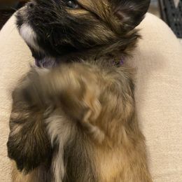 Lhasa Apso Puppies from Lhasa Apso Doggy Stylez Fl