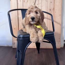 Yellow Female- MiniGoldendoodle - Red  female Goldendoodle puppy in Piedmont, South Carolina from The Farm at Saluda Ridge
