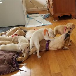 Labrador Retriever Puppies from Silver Birch Labrador Retrievers