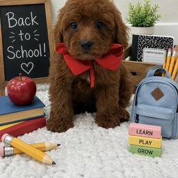 Red boy - Red male Cavapoo puppy in Waskom, Texas from Pearls & Curls doodles & poodles