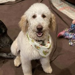 Bernedoodles and Poodles from High Hopes Doodles