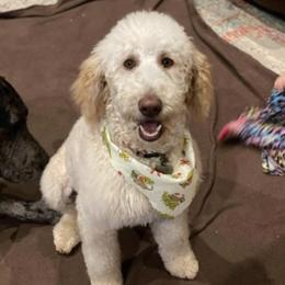 Bernedoodles and Poodles from High Hopes Doodles