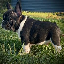 Cash - Brindle and white male French Bulldog puppy in Ashland, Ohio from HazyDayFrenchies