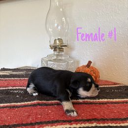 Wilma - Black and silver female Miniature Schnauzer puppy in Cabool, Missouri from Farmhouse Schnauzers
