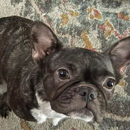 French Bulldogs from Rachel's Frenchies