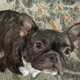 French Bulldogs from Rachel's Frenchies