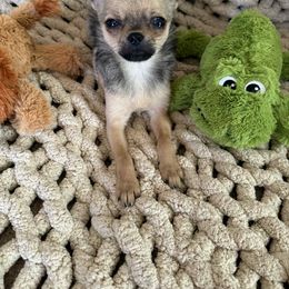 Dingo - male Companion Cross puppy in Cass City, Michigan from Lil'Fevre Chihuahuas and PomFevre Pomeranians