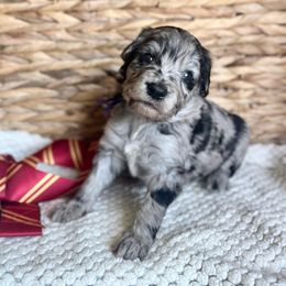 Luna Lovegood - Blue merle female Bordoodle puppy in Valley Center, California from Circle R Valley Farms