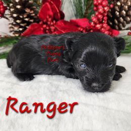 Ranger - Black and tan male Yorkshire Terrier puppy in Adair, Oklahoma from Phillippe's Puppy Paws