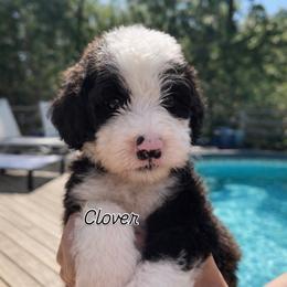 Clover - Brown and white female Sheepadoodle puppy in Rocky Point, North Carolina from CelticDoods