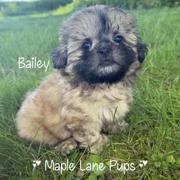 Girl 2 - Gold female Shih Tzu puppy in Marion, Michigan from Maple Lane Pups