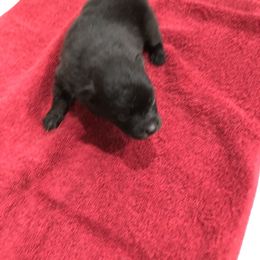 Pomeranian Puppies from Joan's Pomeranians
