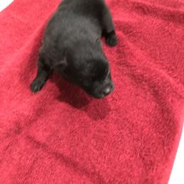 Pomeranian Puppies from Joan's Pomeranians