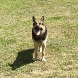 German Shepherds from LaVere Shepherds