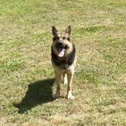 German Shepherds from LaVere Shepherds
