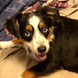 Miniature Australian Shepherd and Toy Australian Shepherd All Grown Up from Gamel’s Ausome Aussies