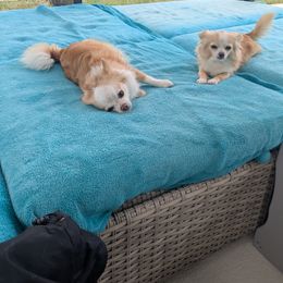 Chihuahua Puppies from Pampered Chihuahuas