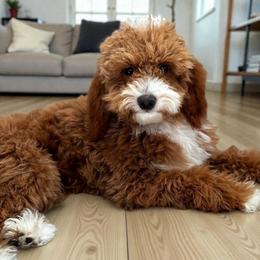 Laney - Goldendoodle