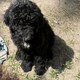 Poodle Puppies from M & G Farms Poodle Party
