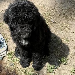 Poodle Puppies from M & G Farms Poodle Party