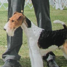 Silky Terriers and Wire Fox Terriers from Delayre Kennels