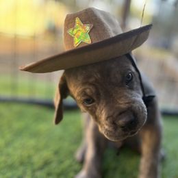 Cane Corso and Lowchen Puppies from High Royal Kennel