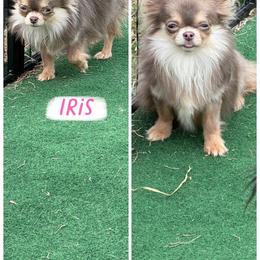 Iris - Chocolate blue female Chihuahua puppy in Williamsburg, Virginia from PAWSitive Cheeky Chihuahuas