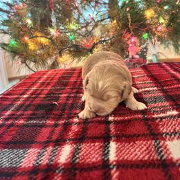 Girl 5 - female Goldendoodle puppy in Morriston, Florida from Florida's Joyful Goldendoodles