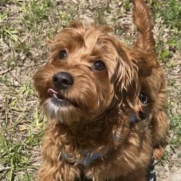 Cavapoos from Dashing Dogs