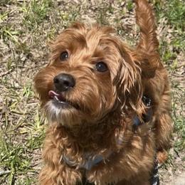 Cavapoos from Dashing Dogs