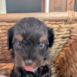 Aussiedoodle Puppies from The Cuddly Dood Ranch