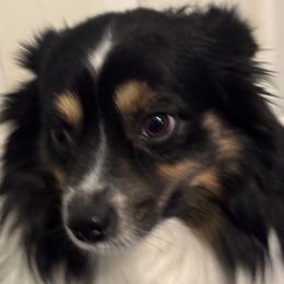Whiskey - Australian Shepherd