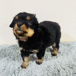 Jack (Skellington) - Black tri male Toy Australian Shepherd puppy in Gillette, Wyoming from Cockburn’s Toy and Mini Australian Shepherds