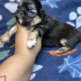 Ckc OCEAN - Black and tan male Shih Tzu puppy in Roseville, Michigan from Diamond Paws LLC
