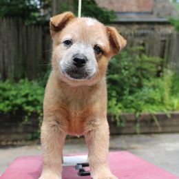 Boy 2 - Pingy - Red speckled Australian Cattle Dog puppy in Narberth, Pennsylvania from Kanku