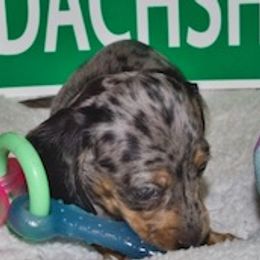 Dachshund Puppies from Cindy Foerster's Dachshunds