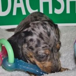 Dachshund Puppies from Cindy Foerster's Dachshunds