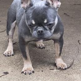 Rina - Blue female French Bulldog puppy in Cullman, Alabama from Divine Hill Farm