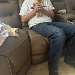 Chihuahua Puppies from Blissful’s Chihuahuas