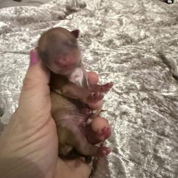 Boy 1 - Sable spotted white male Chihuahua puppy in Lees Summit, Missouri from Divine K9s LLC
