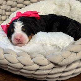 Panini - Tri-color female Bernedoodle puppy in Rose Hill, North Carolina from Red Door Canines