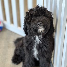 Miss Pale Pink - Black female Goldendoodle puppy in San Diego, California from Sensational Doodles