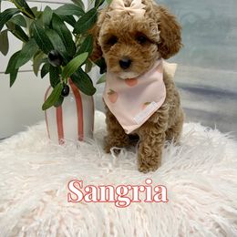 Sangria - Apricot female Goldendoodle puppy in Buford, Georgia from Petite Posh Puppies