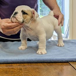 Boy 2 - White male Bulldog puppy in Forsyth, Georgia from Evangeline Bulldogs