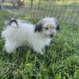 Havanese Puppies from Home with Havanese
