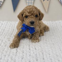 Blue boy - Cream male Poodle puppy in Waskom, Texas from Pearls & Curls doodles & poodles