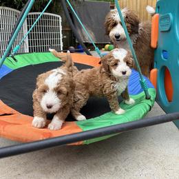Bernedoodle, Poodle, and Saint Berdoodle Puppies from Myt fine doodles