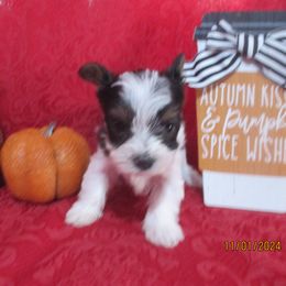 Yorkshire Terrier Puppies from Grandma's Yorkie Cottage