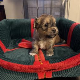 Robbie - Red sable male Havanese puppy in Hudson, New York from Havanese of Claverack and Hudson Valley Labradors