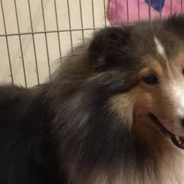 Labrador Retrievers and Shetland Sheepdogs from Enchanted Labradors & Shelties